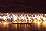 A migrating group of American White Pelican at sunset, Twin Bridges State Park, OklahomaWhite PelicanSonja Schmitz