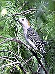 This Woodpecker is found in areas of
the Southwest.  This picture was taken
at Laguna Atascosa Nat''l Wildlife Refuge
in The Rio Grand area of Texas.Female Golden Fonted WoodpeckerCopyright 2002 St
