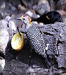 Photo Taken at Laguna Atascosa Nat''l Wildlife Refuge in Texas.Male Golden Fonted WoodpeckerSteve Slayton copyright 2002
