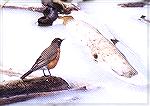 One of the first Robins to arrive in spring stands in a frozen ditch. Jasper-Pulaski Fish and Wildlife Area, INAmerican RobinSonja Schmitz