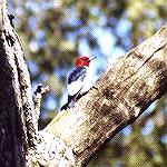A redheaded woodpecker sitting in a tree. 
Jasper-Pulaski Fish and Wildlife Area, INRedheaded WoodpeckerSonja Schmitz