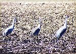 A few Sandhill Cranes, blending almost into the field they feed in.
Jasper-Pulaski Fish and Wildlife Area, IN

Sandhill CraneSonja Schmitz