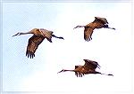 3 Sandhill Cranes in flight. Jasper-Pulaski Fish and Wildlife Area, IN
Sandhill CraneSonja Schmitz