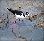 Photo Taken at Port Aransas Birding
Center in Port Aransas, Texas.Black Neck StiltSteve Slayton Copyright 2002