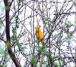 Photo Taken at Port Aransas Birding
Center in Port Aransas, Texas.Yellow WarblerSteve Slayton Copyright 2002