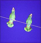 This pair of Red Crowned Parrots were
putting on a display in Harlinger, Texas. Red Crowned ParrotsSteve Slayton Copyright 2002