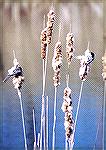 Two Chickadees harvesting nisting materials in last years cattail.
Holland Ponds Nature Area, Shelby Twp., MIBlackcapped ChickadeeSonja Schmitz