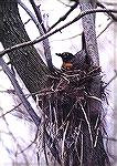 An American Robin on her nest.
Ottawa NWR, OHAmerican RobinSonja Schmitz