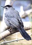 A Catbird, just sitting still enough to get a decent picture :-)
Ottawa NWR, OHGray CatbirdSonja Schmitz