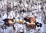 A couple of Canada Geese guarding their gosslings.
Ottawa NWR, OH

Canada Goose
Sonja Schmitz