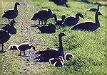 Geese and fluffy gosslings against the light
Ottawa NWR, OHCanada GooseSonja Schmitz