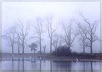 Morning fog marsh skyline with Great Egrets
Toussaint WMA, OHGreat EgretSonja Schmitz