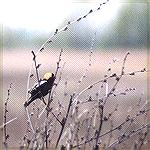 A displaying Bobolink
Toussaint WMA, OH
BobolinkSonja Schmitz