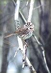 This Songsparrow seemed rather interested into the camera than afraid of people
Toussaint WMA, OH
Song SparrowSonja Schmitz