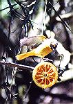 A lady Baltimore Oriole landing on a half orange people put into a tree for feeding.
Maggee Marsh boardwalk, Ottawa NWR, OH

Baltimore Oriole (female)
Sonja Schmitz