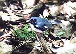 A Black-throated Blue Warbler flitting about near the forest floor.

Maggee Marsh boardwalk, Ottawa NWR, OH

Black-throated Blue WarblerSonja Schmitz