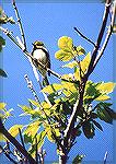 A Black-throated Green Warbler perched up in a tree.
Maggee Marsh boardwalk, Ottawa NWR, OH
Black-throated Green WarblerSonja Schmitz