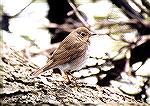 A Veery standing in typical trush pose on a fallen trunk.

Maggee Marsh, Ottawa NWR, OHVeerySonja Schmitz