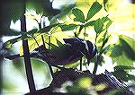 A Black-and-white Warbler inspecting the bark of a shrub for insects.

Maggee Marsh, Ottawa NWR, OHBlack-and-white WarblerSonja Schmitz