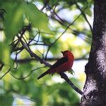 Not the greatest shot, but a great bird.

Rondeau Provincial Park, OntarioScarlet TanagerSonja Schmitz