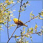 A male Yellow Warbler singing.

Rondeau Provincial Park, Ontario

Yellow WarblerSonja  Schmitz
