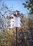 A classic martins house with inhabitants.

Rondeau Provincial Park, Ontario

Purple MartinSonja Schmitz