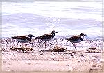 3 Ruddy Turnstones beachcombing.

Rondeau Provincial Park, Ontario

Ruddy TurnstoneSonja Schmitz