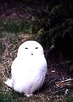 A captive Snowy Owl. 

Detroit ZooSnowy OwlSonja Schmitz