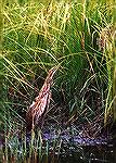 

Sturgon Sloughs Wildlife Refuge, UP Michigan

American Bittern
Sonja Schmitz