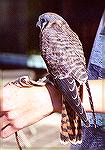 A tame kestrel exhibited at a hawk watch festival.

Lake Erie Metropark, MIAmerican KestrelSonja Schmitz