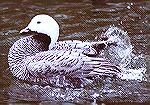 A captive Emperor Goose, splashing to show off in the duckpond.

Cleveland Zoo, OHEmperor GooseSonja Schmitz