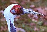 A captive White-naped Crane''s head. The beak is rather dirty from probing in the lawn.

Cleveland Zoo, OHWhite-naped CraneSonja Schmitz