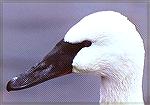 Mugshot of a captive Trumpeter with the reddish lower mandible accent visible.

Cleveland Zoo, OHTrumpeter SwanSonja Schmitz