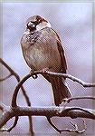 A male House Sparrow with an attitude.

Holland Ponds Park, Sterling Heights, MIHouse SparrowSonja Schmitz