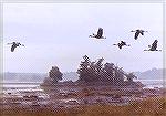 Sandhill Cranes flying over the marsh in drizzly weather.

Jasper-Pulaski Fish and Wildlife Area, IN  
 
 


Sandhill CraneSonja Schmitz