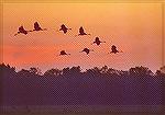 Sandhill Cranes preparing to leave the staging grounds for their night roost.

Jasper-Pulaski Fish and Wildlife Area, IN  

Sandhill Crane
Sonja Schmitz