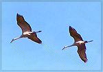 Two Sandhill cranes flying overhead.

Jasper-Pulaski Fish and Wildlife Area, IN Sandhill CraneSonja Schmitz