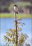 Not everyone would love a "butcherbird" as angel repersentation on top of their christmas tree... 
Has to be one of those "you might be a birder" things... :-)

Pembroke Pines, FLLoggerhead ShrikeS