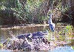 This heron looks all fluffed up. Passing the big open gator snout might be the reason...

Anhinga Trail,  
Everglades NP, FLGreat Blue Heron & AligatorSonja Schmitz