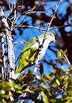 A Monk (or Quacker) Parakeet in a tree. This is a wild bird from a huge noisy flock we met in a shopping center parkinglot.

Pembroke Pines, FLMonk ParakeetSonja Schmitz