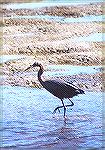 A Reddish Egret hunting the shallows.

Ding Darling NWR, FLReddish EgretSonja Schmitz