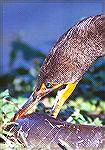 A Double-crested Cormorant trying to find a strategy for swallowing it''s slippery kill.

Anhinga Trail,
Everglades NP, FLDouble-crested Cormorant Sonja Schmitz