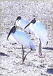 3 Woodstorks standing in the sun, contemplating a nearby fish-cleaning station.

Sebastian Inlet, FL
Ft. PierceWoodstorkSonja Schmitz