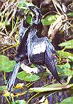 A male Anhinga drying it''s plumage.

Anhinga Trail,
Everglades NP, FLAnhingaSonja Schmitz