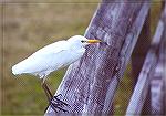 A Cattle Egret on a wooden handrail.

Eco Pond,
Everglades NP, FL
Cattle EgretSonja Schmitz