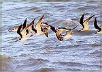 A flock of Black Skimmers hunting in the Florida Bay.

Everglades NP, FLBlack SkimmerSonja Schmitz