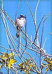 A Florida Scrub-jay in a tree.

Merrit Island NWR, FLFlorida Scrub-jaySonja Schmitz