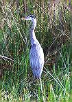 A Great Blue Heron standing alert and tall.

Anhinga Trail,
Everglades NP, FL

Great Blue HeronSonja Schmitz