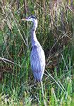 A Great Blue Heron standing alert and tall.

Anhinga Trail,
Everglades NP, FL

Great Blue HeronSonja Schmitz
