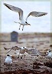 Some Royal Terns at the beach.

Hobe Sound, FL
Royal TernSonja Schmitz